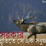 মন আমার নাইওর নাইওর করে || রোদ্দুর রিফাত